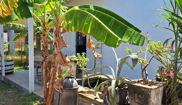 Cozy Tropical Escape-1 Bedroom