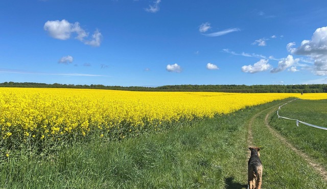 Cozy vacation apartment, close to Berlin, pet friendly!