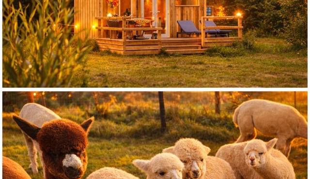 Dartmoor Reach Alpaca Farm