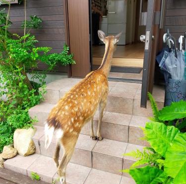 Deer hostel