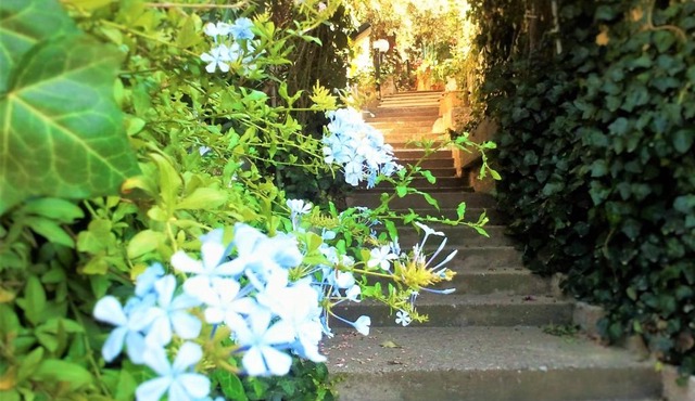 Delle Rose