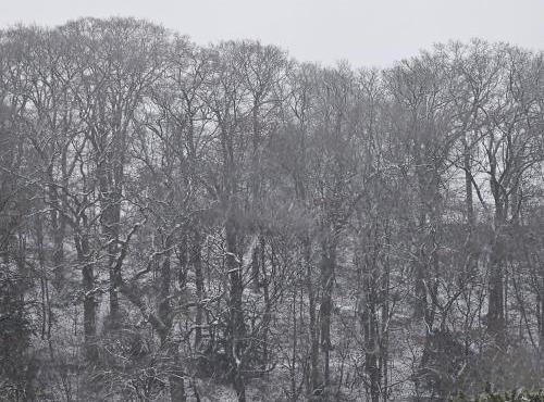 Die kurPark Eule