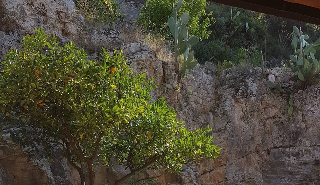 Disabled accessible large stone house in orange grove