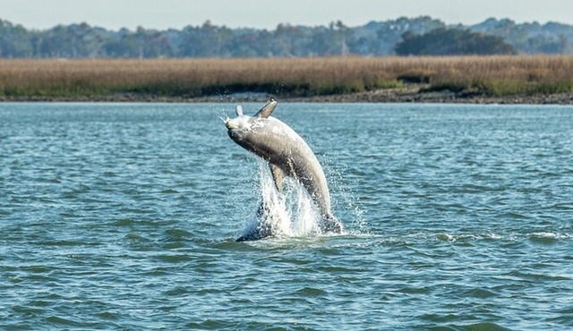 Dolphin Discovery Sunset Cruise