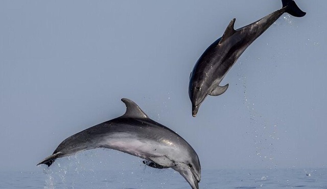 Dolphin Watching Sunset Speedboat Tour with Drinks in Rovinj