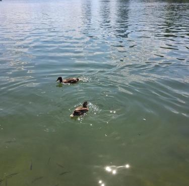 Donau