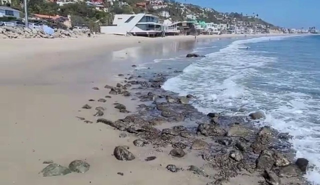 East Malibu apt, patio + fast Wi‑Fi by the ocean!