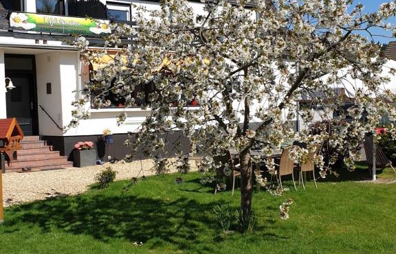 Eifelblümchen