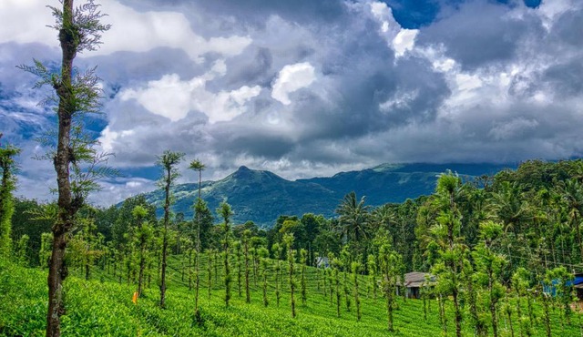 Ende Wayanad Resort
