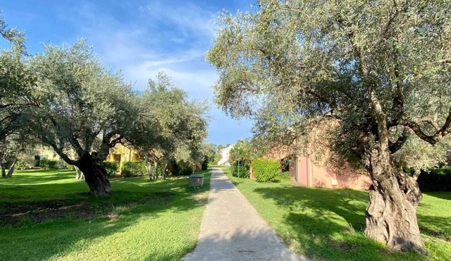 Fantastic apartment among olive trees a few steps from the sea