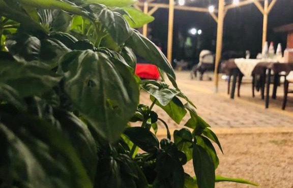 Fattoria Il Noce B&B