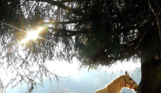 Ferienwohnung mit Eigenem Eingang auf Pferdegestüt mit Seeblick