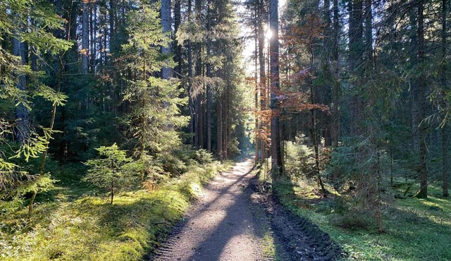 Ferienwohnung Waldblick