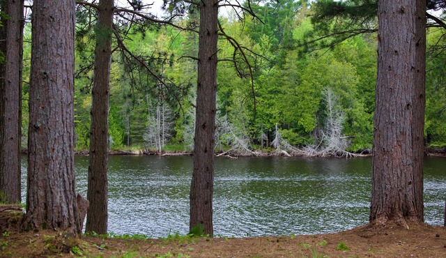 Freshly Remodeled Cabin on The Tahquamenon River