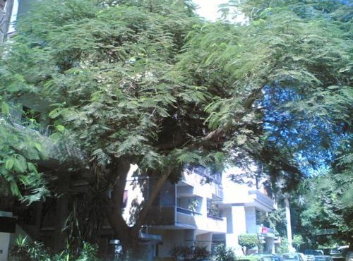 Fully Equipped ,3 BR ,centrally located flat in Mohandsseen