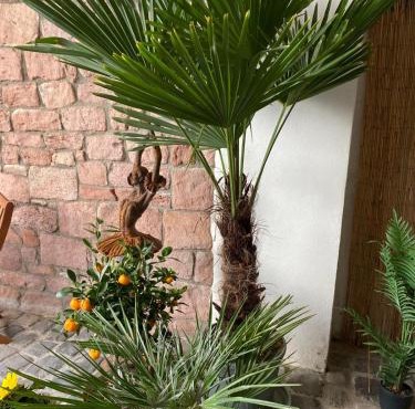 Gemütlich & einzigartig: Altbauloft in Edenkoben