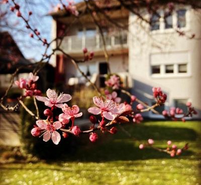 Gemütliche Ferienwohnung im Aalbachtal - Uettingen bei Würzburg - Parkplatz und Wallbox