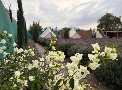 Glamping Rincón de Lavanda