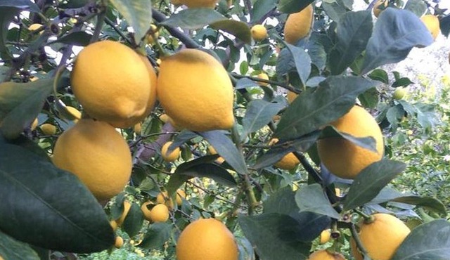 Greece’s Largest Lemon Farm Tour, Demonstration and Tasting
