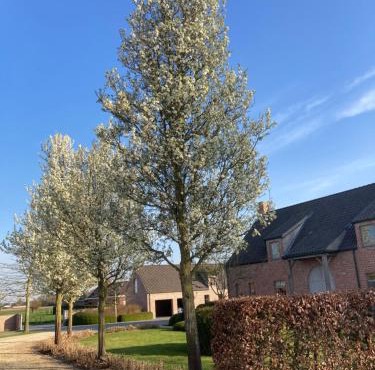 Hoeve Sterrewijk