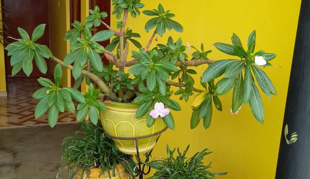 Hospedaje Las Lilas