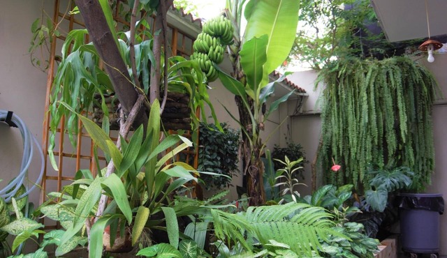 Hostal Macaw