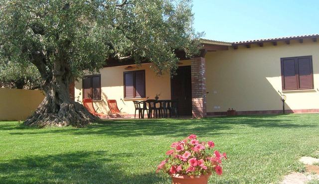 House Immersed among the centuries-old olive trees