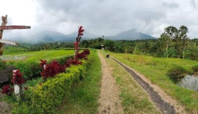 Humble Cabin surrounded by Nature Vibes - Rice Fields and waterfalls