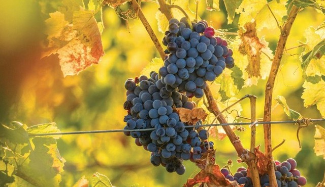 Hunter Valley Private Food Tour: Wine, Cheese, and Chocolate