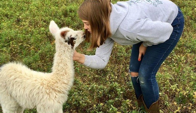 Hyde Park NY, Llama/ Alpaca Hike and Farm Tour