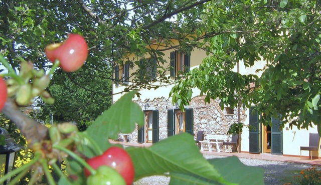 Il Gelso