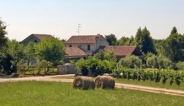 Il giuggiolo