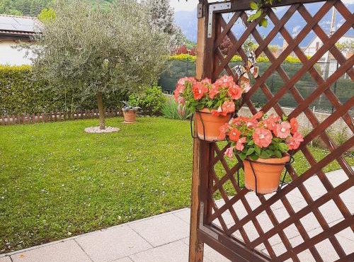Il PETTIROSSO