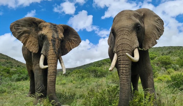 Indalu Game Reserve