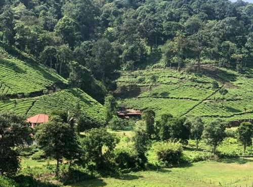 Janiro Tea Trees Villas