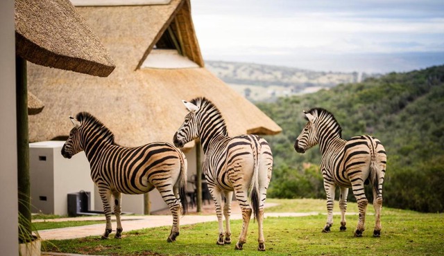 Jbay Zebra Lodge