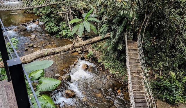 Jungle Glass Box Waterfall View