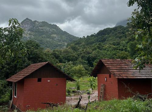 Jungle Homes
