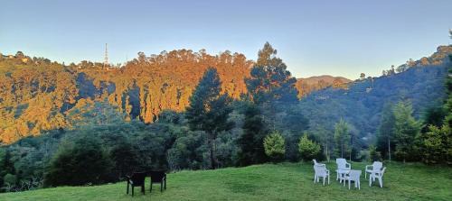 Jungle view