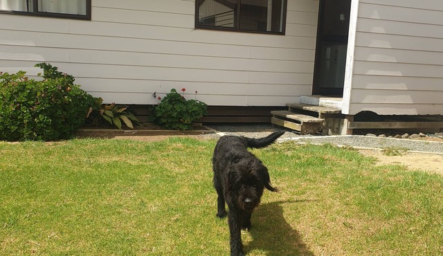 Kaipara Dargaville Pouto Farm Cottage beautiful working Beef and Sheepfarm.