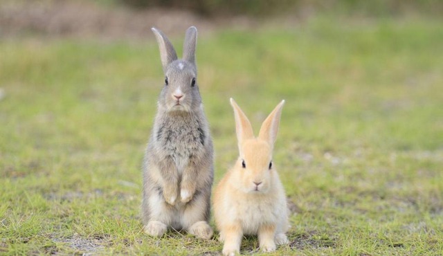 Kyukamura Ohkunoshima