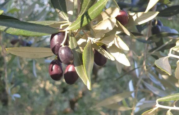 L' Oliva Nera