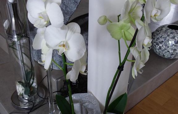 L'Orchidée