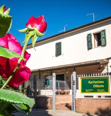 L'uliveto