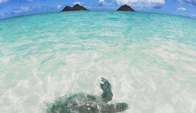 La Bella’s Bed & Breakfast-Honu (Turtle) Suite-Walk to beach-In Kailua (O’ahu)