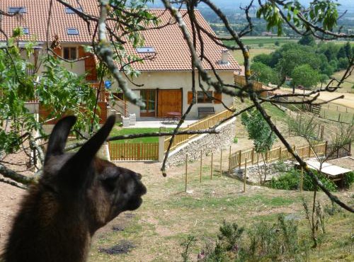 La Bruyère aux Lamas