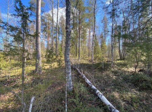 Lammassaari