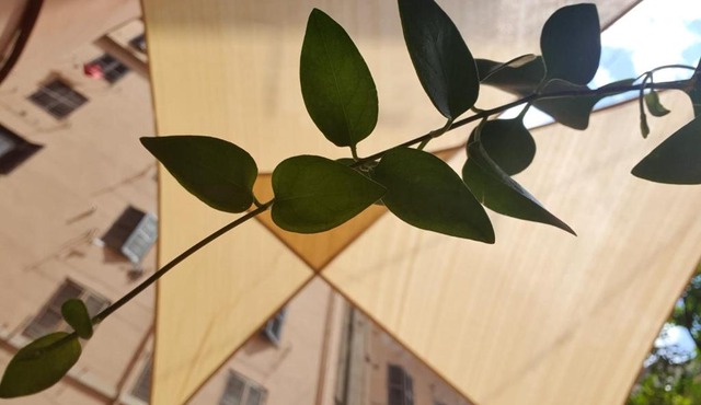Lapo's Apartment's