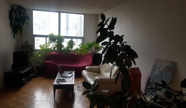 Large, bright apartment downtown near Maple Leaf Gardens. Pet-Friendly