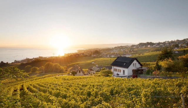 #Lavaux